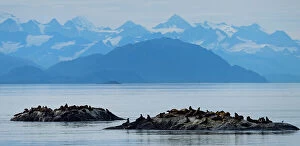 Latin Names Collection: Steller Sea Lions gathered on a couple of islets just off South Marble Island