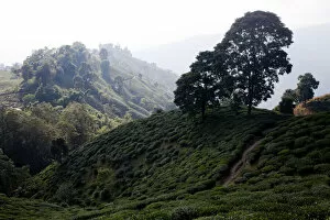 Food Crop Collection: Tea plants cover the mountainside in the Ilam district of Nepal