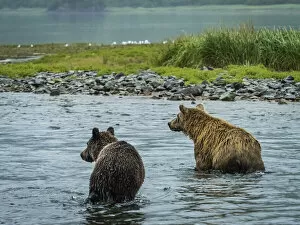 Juvenile Bear Collection: View from behind of Coastal Brown Bears (Ursus arctos horribilis)