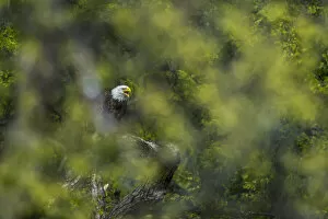 Open Beak Collection: View through leaves of a bald eagle calling, Minnesota, USA