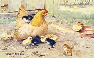Bed Time Collection: Vintage Greeting Card With Illustration Of Hen And Chicks From 20th Century