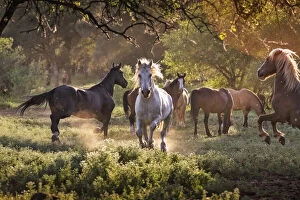 Animals Photographic Print Collection: White stallion on a Wild Horse Sanctuary, California, USA