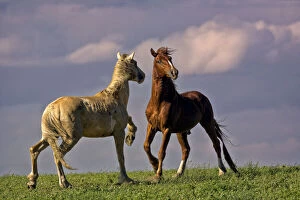 Update - March 23, 2022 Collection: Wild horses in a confrontation