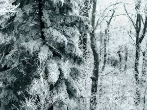 Hemlocks Collection: Winter Hemlocks Trees Branches Snow Rime Ice