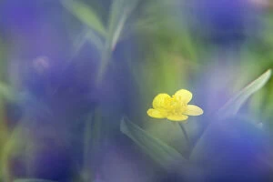 MIichael Melford Photographic Print Collection: A yellow buttercup emerging through purple lupine flowers
