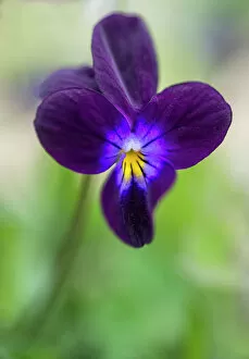 Healing Collection: Hearts ease, Viola tricolor. Close up