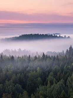 Finland Collection: Scenic foggy landscape with mood forest at summer morning at National park, Finland