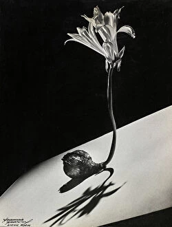 Lily Collection: 'Bulbo en flor'. A lily bulb in bloom palced on a white inclined surface